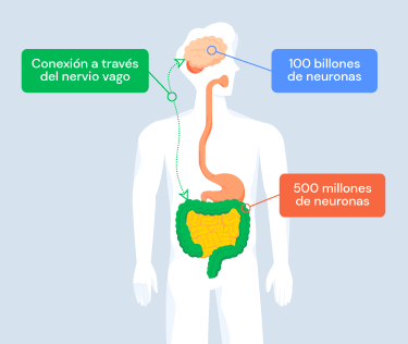 Silueta con cerebro e intestinos. Textos: "100 billones de neuronas",  "500 millones de neuronas" y "Conexión a través del nervio vago".